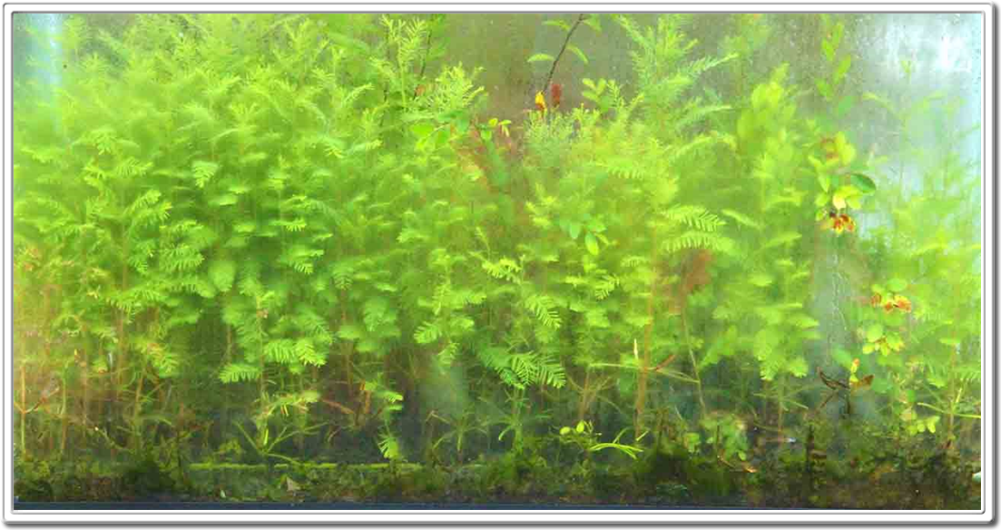 Miniature Forests